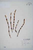 問荊藏品圖，第1張