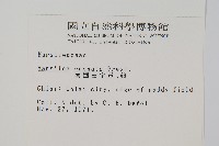 南國田字草藏品圖，第2張