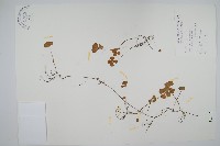 南國田字草藏品圖，第1張