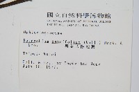 薄葉大陰地蕨藏品圖，第2張