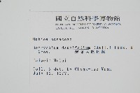 薄葉大陰地蕨藏品圖，第2張