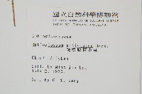 鈍頭瓶爾小草、狹葉瓶爾小草藏品圖，第2張