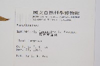 觀音座蓮藏品圖，第2張