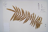 觀音座蓮藏品圖，第1張