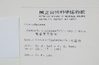 粗齒革葉紫萁藏品圖，第2張