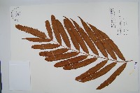 粗齒革葉紫萁藏品圖，第1張