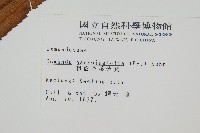 粗齒革葉紫萁藏品圖，第2張