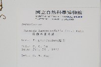 粗齒革葉紫萁藏品圖，第2張