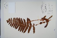 絨假紫萁、台灣絨假紫萁藏品圖，第1張