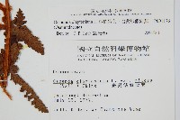 絨假紫萁、台灣絨假紫萁藏品圖，第2張