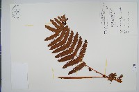 絨假紫萁、台灣絨假紫萁藏品圖，第1張