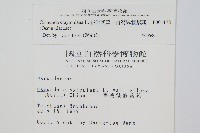 絨假紫萁、台灣絨假紫萁藏品圖，第2張