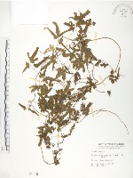 海金沙藏品圖，第1張