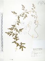 海金沙藏品圖，第1張