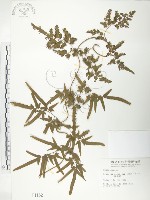 海金沙藏品圖，第1張