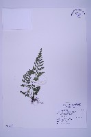 海金沙藏品圖，第1張