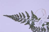 海金沙藏品圖，第4張