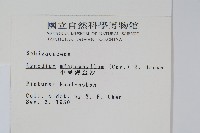 小葉海金沙藏品圖，第2張