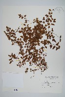 小葉海金沙藏品圖，第1張