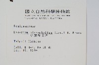 小葉海金沙藏品圖，第2張