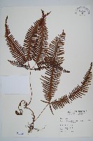 芒萁藏品圖，第1張