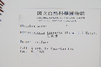 芒萁藏品圖，第2張