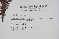 芒萁藏品圖，第2張