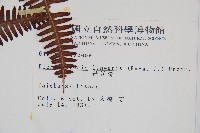 芒萁藏品圖，第2張