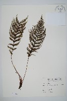 毛桿蕨藏品圖，第1張