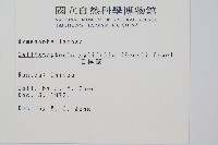 毛桿蕨藏品圖，第2張