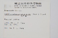 毛桿蕨藏品圖，第2張