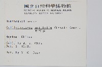 毛桿蕨藏品圖，第2張