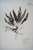菲律賓厚葉蕨藏品圖，第1張
