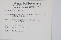 菲律賓厚葉蕨藏品圖，第2張