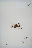 團扇蕨藏品圖，第1張