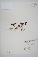 厚壁蕨藏品圖，第1張