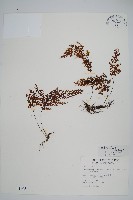 細葉蕗蕨藏品圖，第1張