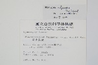 細葉蕗蕨藏品圖，第2張