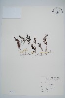 隸氏膜蕨、台灣膜蕨藏品圖，第1張