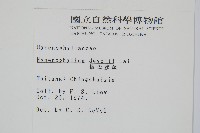 隸氏膜蕨、台灣膜蕨藏品圖，第2張