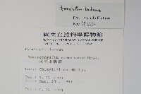 華東膜蕨藏品圖，第2張