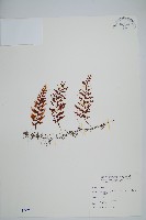 蕗蕨藏品圖，第1張