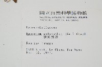 細葉蕗蕨藏品圖，第2張