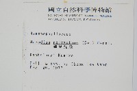 細葉蕗蕨藏品圖，第2張