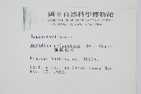 細葉蕗蕨藏品圖，第2張