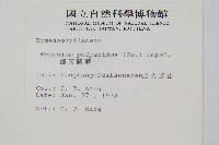 細葉蕗蕨藏品圖，第2張