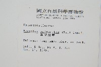 細葉蕗蕨藏品圖，第2張