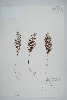 細葉蕗蕨藏品圖，第1張