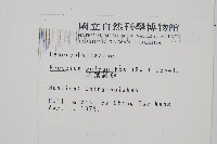 細葉蕗蕨藏品圖，第2張