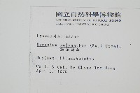 細葉蕗蕨藏品圖，第2張